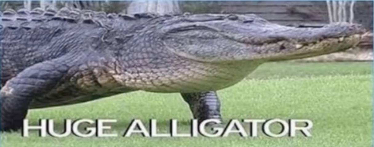 A Huge Alligator
