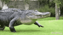 A huge alligator